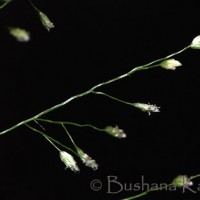 Eragrostis viscosa (Retz.) Trin.